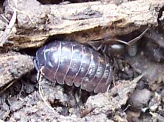 Pill Bugs Are They A Garden Insect That I Can Swallow