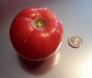 1884 Tomato