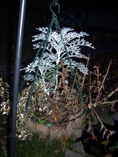 Cold Killed Plants