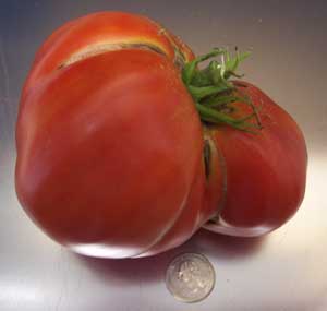 Cuostralee Tomato