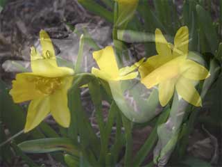 Daffodils and Marylin