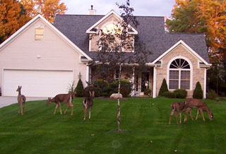 Herd of deer in suburbia