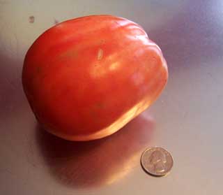 Enormous Plum Tomato