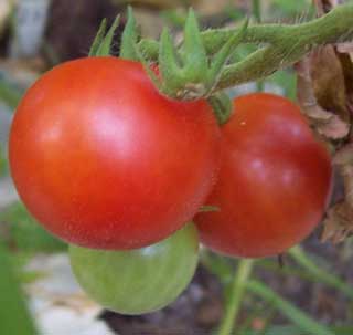 First Peacevine Tomato