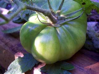 Unripe Late Season Tomato