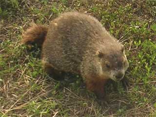 Groundhog picture from Wikipedia