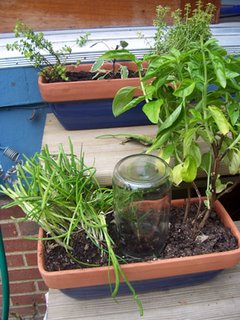 Herbs in window boxes
