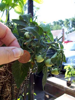 Micro Tom Tomatoes