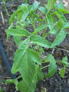 Potato Leaf Tomato