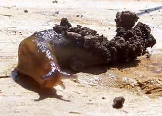 Slimy Bastard Slug