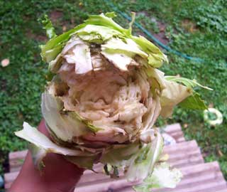 Split Cabbage Head
