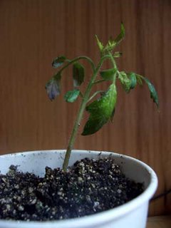 Tomato seedling with a phosphorus deficiency