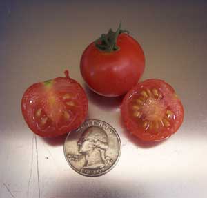 Tonadose Des Conores Tomatoes