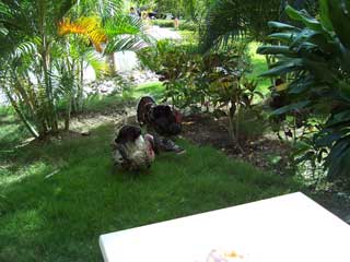 Turkys in the garden