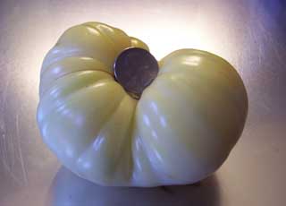 White Beauty Tomato